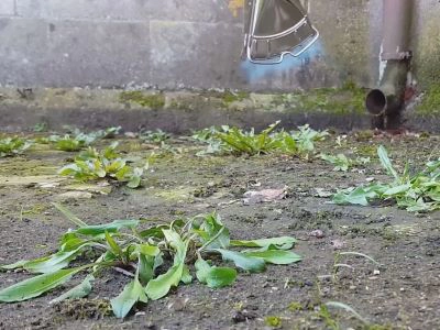 Step 4. Replace Chemical Pesticide Application with a Thermal Solution